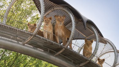 Philadelphia Zoo Lions